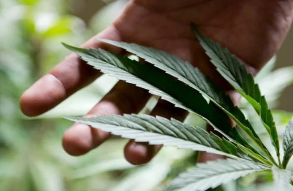El uso medicinal del cannabis, cada vez más extendido (AP/Archivo).