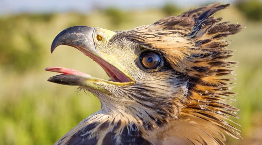 El águila coronada es un ave considerada en peligro de extinción 