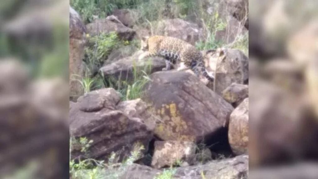 Lograron ver a Indira, una yaguareté, a pocos metros de las Cataratas del Iguazú.