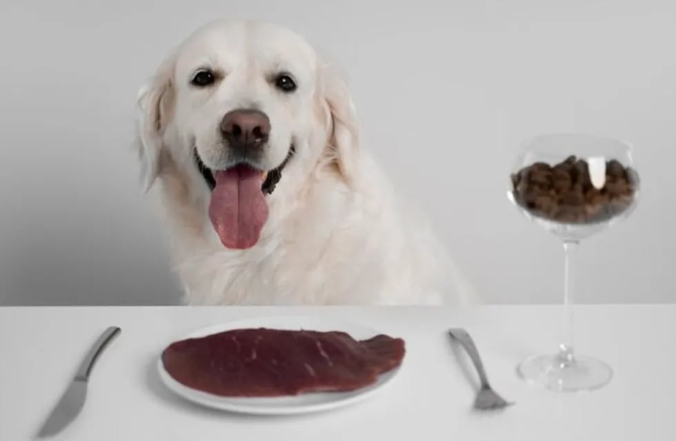 Dieta BARF para perros y gatos: qué es y en qué consiste.
