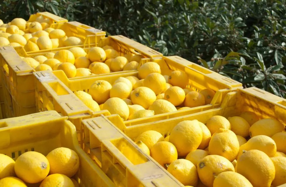 Productores correntinos afectados por la falta de gasoil decidieron tirar sus limones.