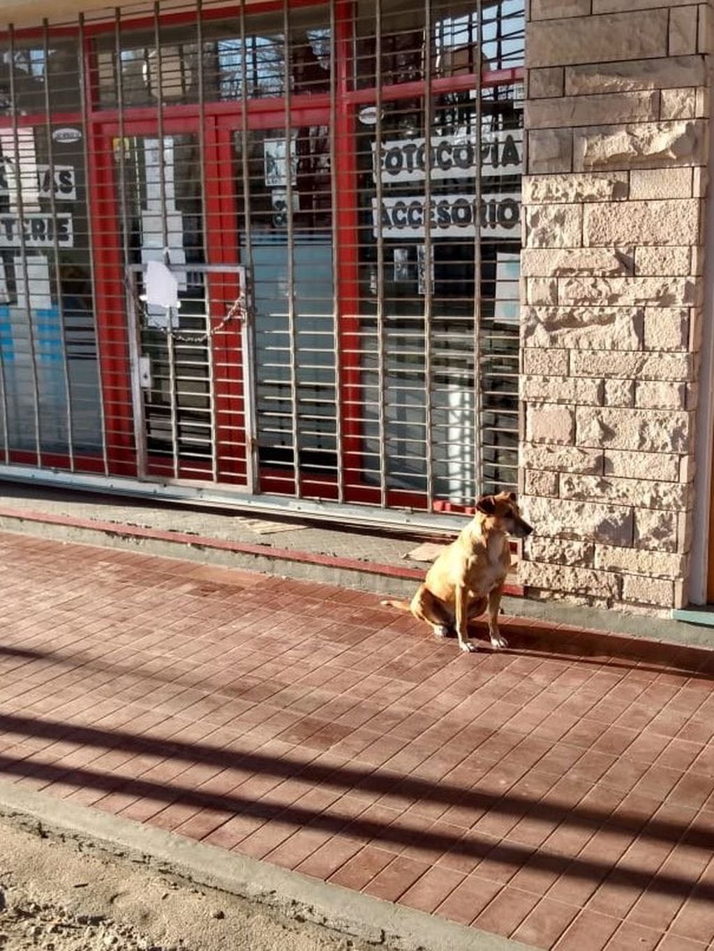 Bianca, la perrita que espera por su dueña fallecida.