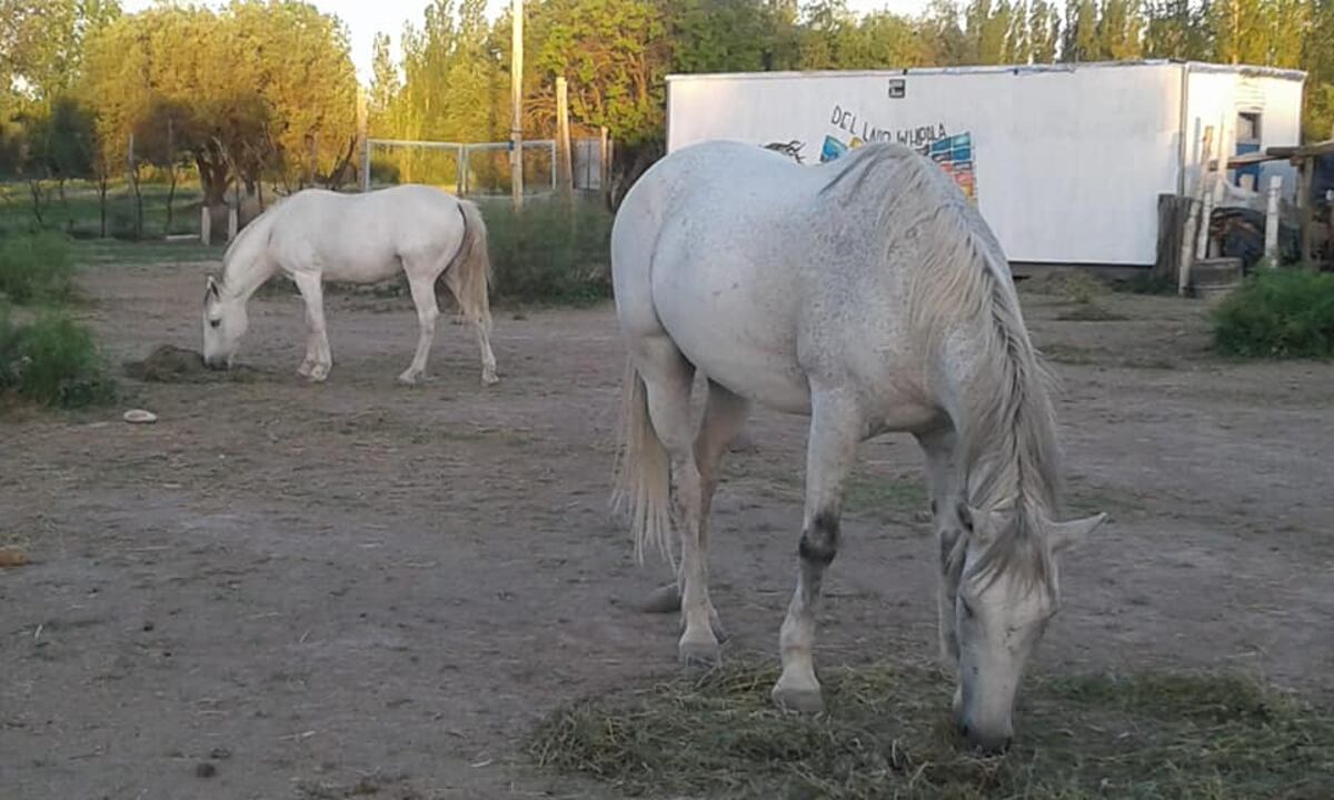 Nuevos ataques de delincuentes a caballo: tirotearon a dos vehículos