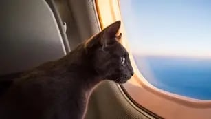 Cómo viajar con tu mascota en avión