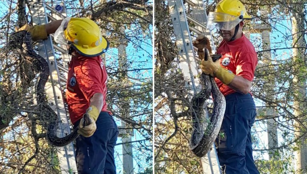 El animal fue rescatado por bomberos de Córdoba.