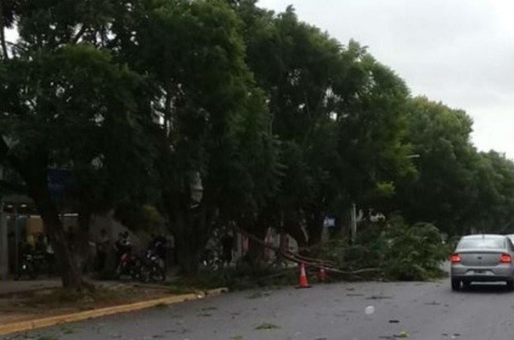 Techos y árboles caídos tras el fuerte temporal de viento. (Facebook)