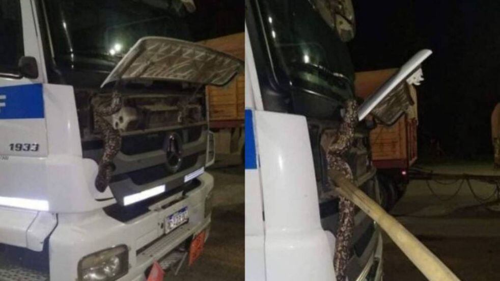 Una serpiente se metió en la parte delantera de un camión