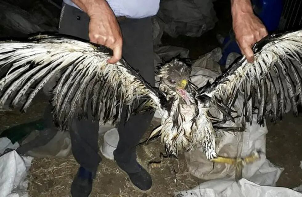 Rescataron un Águila del Chaco (Cecara)