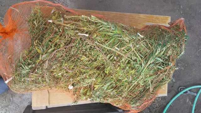 Bolsas con hojas de marihuana en Alvear