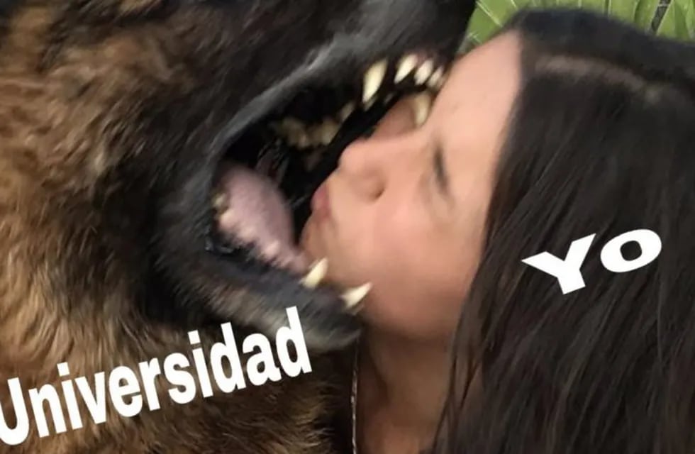 Los memes de la mordida del perro Kenai a Laru que se volvió viral (Foto: Twitter)