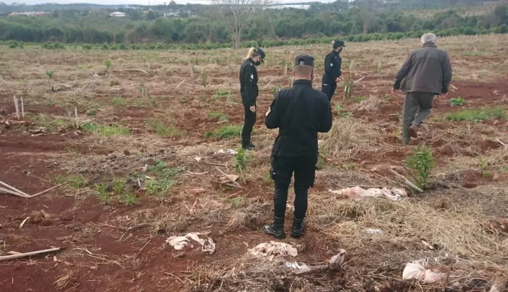 Sustrajeron plantines de yerba de una chacra en Santo Pipó. Policía de Misiones