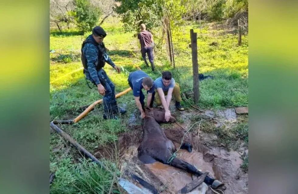 Rescatan a un caballo que cayó a un pozo de agua de más de 5 metros en San Vicente.