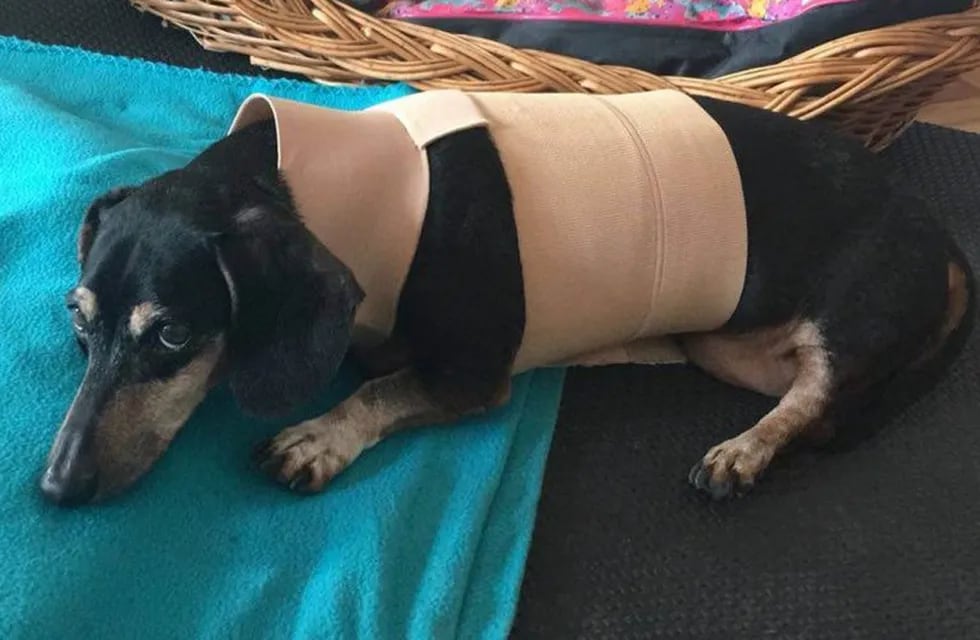 La historia de Mateo, el perrito de 17 años que quedó paralítico y volvió a caminar