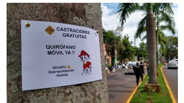 Castraciones gratuitas en Puerto Iguazú
