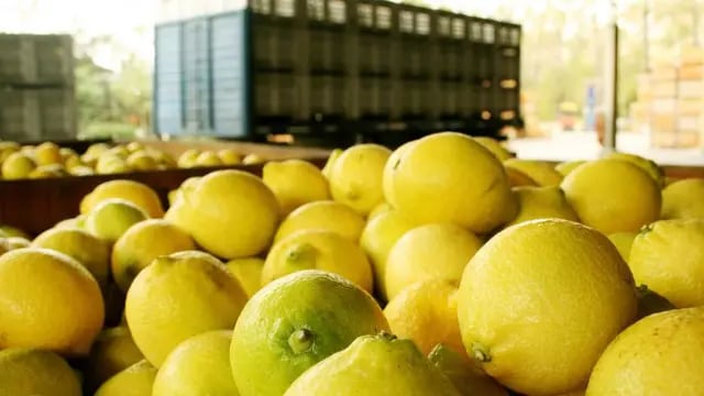 Requerido. Los envíos de limones mejorarán la competitividad de esta producción del NOA (Prensa Agroindustria).
