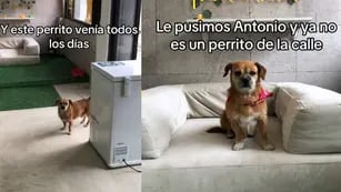 La emotiva historia de Antonio, el perrito callejero que recibió una transformación única