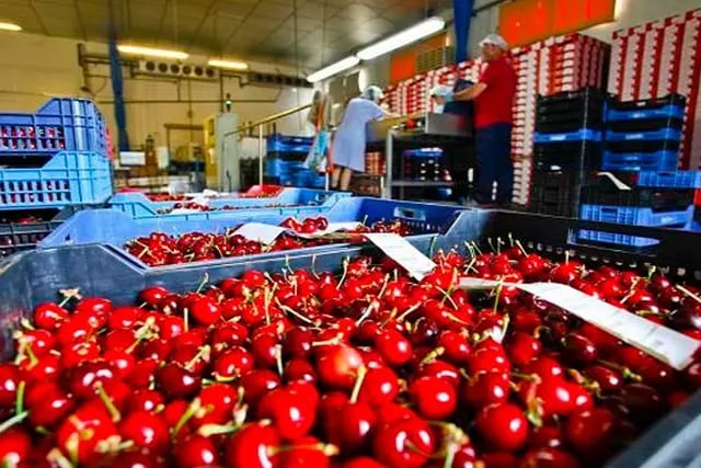 Se exportaron a China 190 tn de cerezas mendocinas