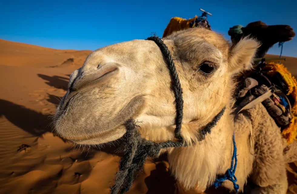 Un correntino hizo un asado con carne de camello en Qatar.