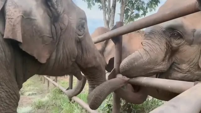“¡Bienvenidas!”: las elefantas Pocha y Guillermina ya interactuaron con toda la manada en Brasil Foto. Foto: Facebook Global Sanctuary for Elephants