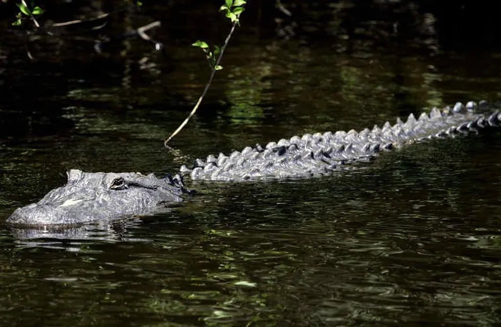 Se cree que fue atacado por un cocodrilo Morelet, los cuales habitan en pantanos y ríos y se sienten cómodos en el agua dulce. Foto: Archivo.