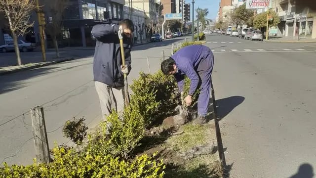 Donación de árboles y trabajos en espacios verdes
