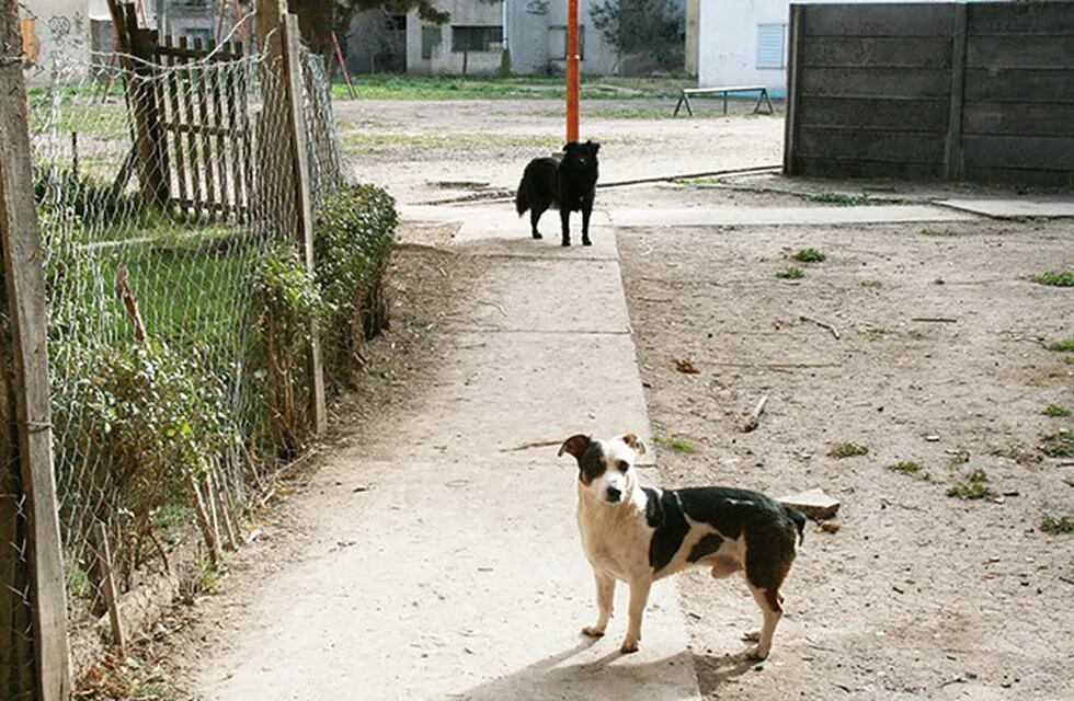 En Viedma buscan modificar la ordenanza para controlar los perros de la calle
