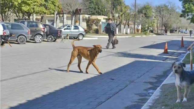 Por todas partes. En numerosas calles de Estación General Paz se puede observar la proliferación de perros callejeros (Pedro Castillo/LaVoz).