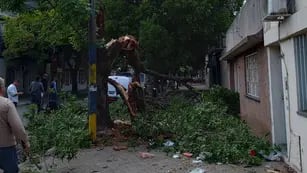 Caída de árboles en Rosario