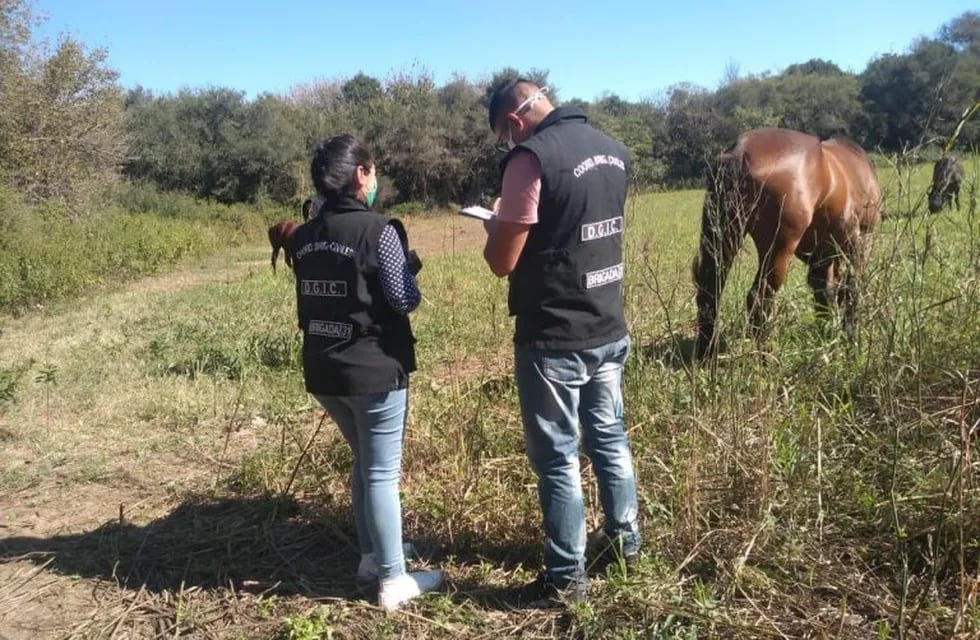 Personal de Sanidad Animal rastreó y encontró parte de los caballos que habían sido robados.