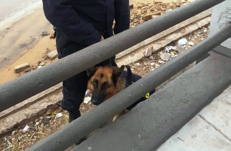 Can de la policía de Corrientes