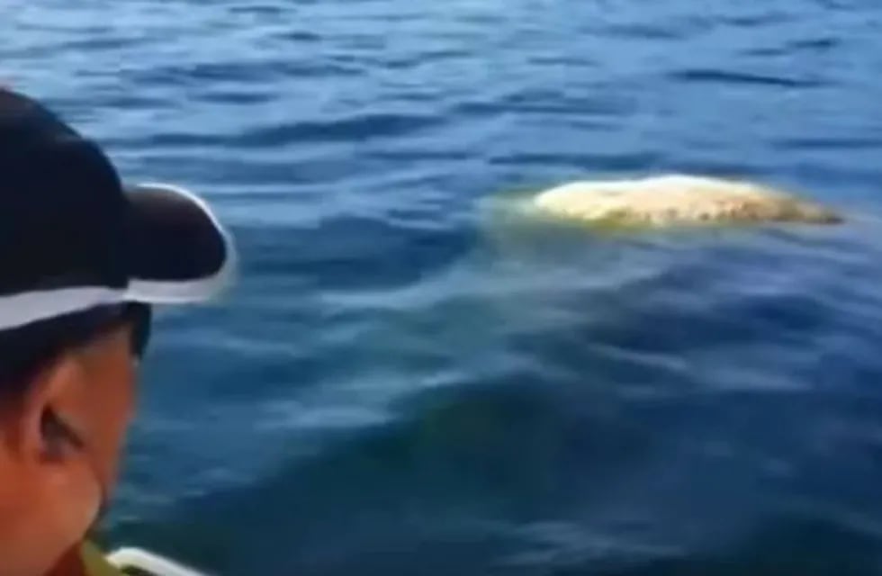 Hallaron extraña criatura en el Lago Rosario de Trevelin