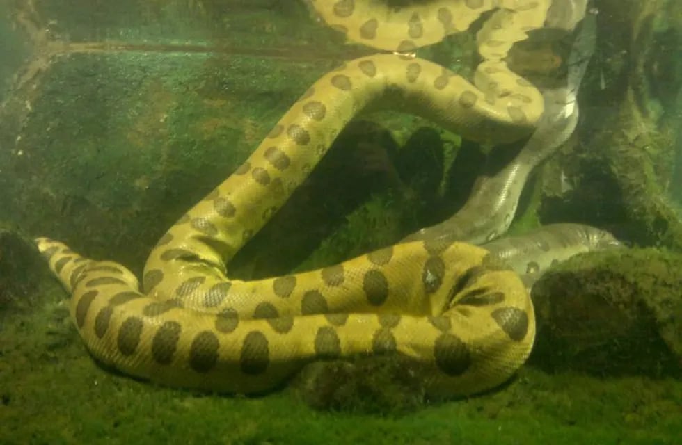 Imagen ilustrativa .Anaconda en el fondo del río.
