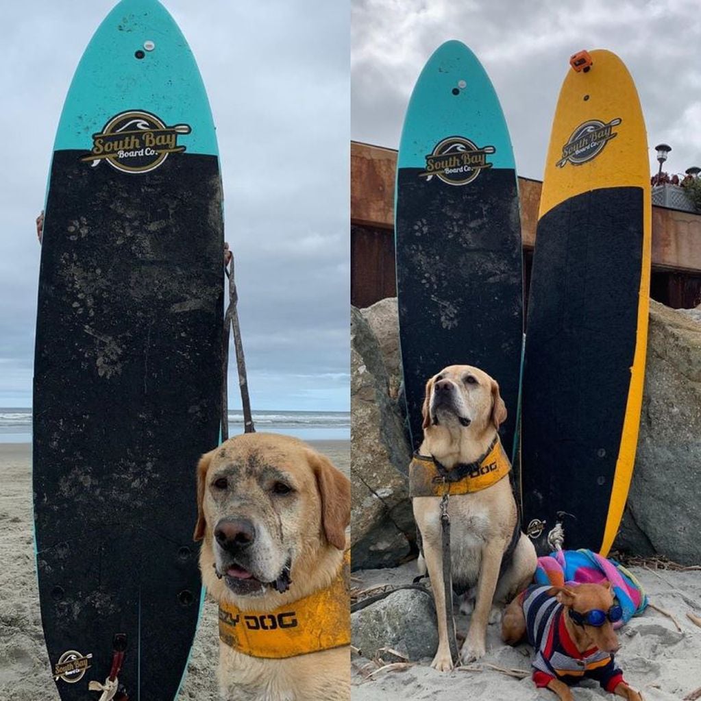 El perro surfista que encanta con sus habilidades en las playas de California