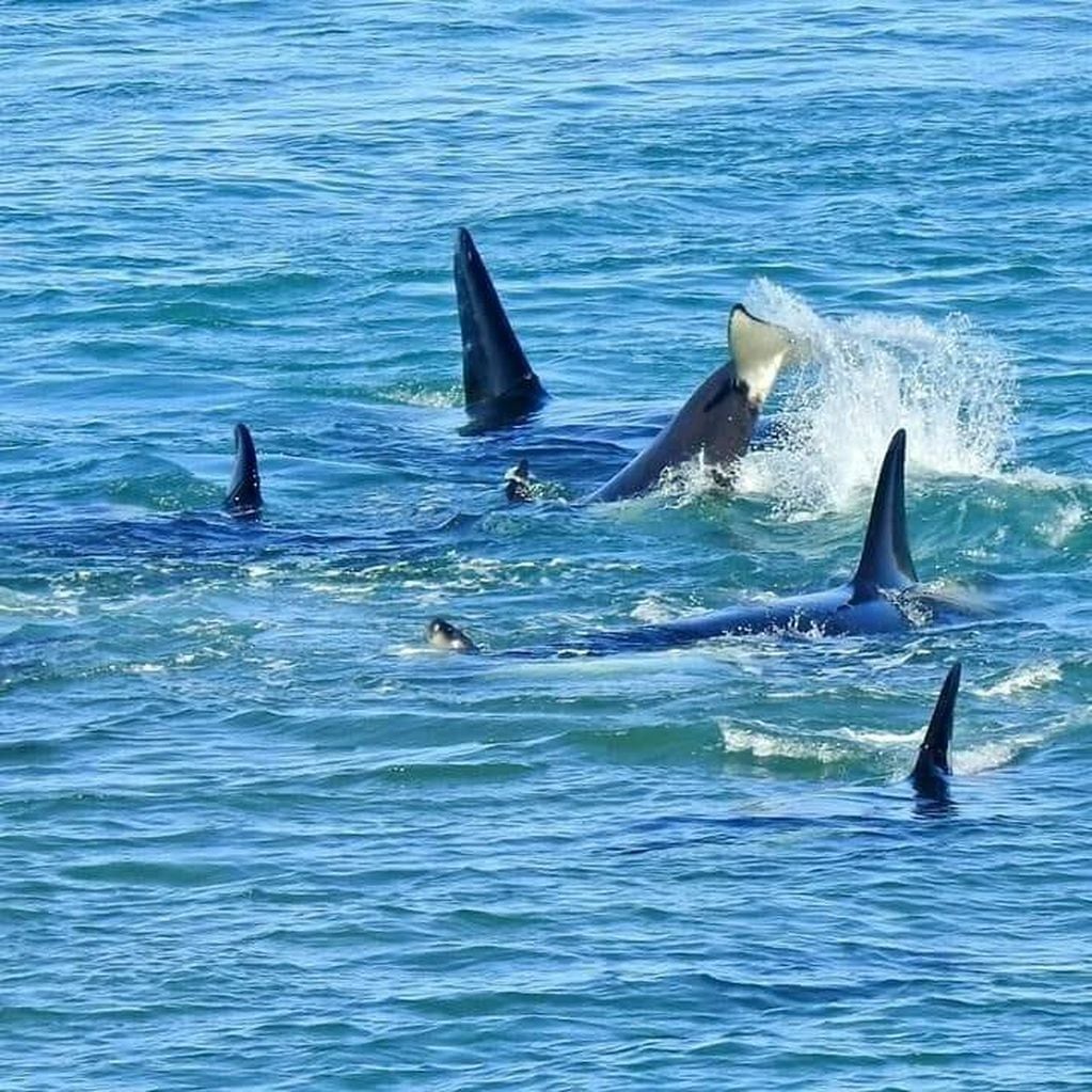 Es habitual ver el hostigamiento de las orcas a los lobos marinos en esa zona (Facebook).