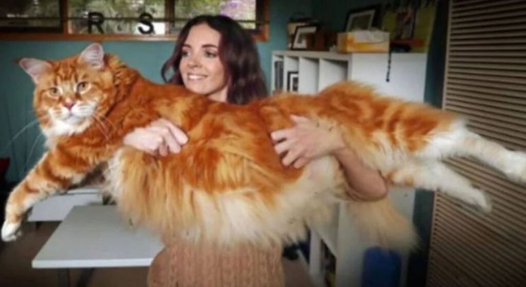 El enorme gato ya es una celebridad en las redes sociales.