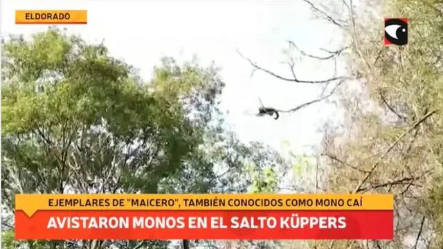 Avistaje de monos caí o capuchinos en el Parque Natural Municipal Salto Küppers