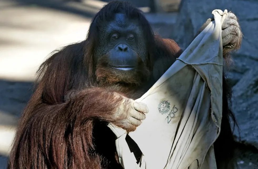 Sandra, a 29-year-old orangutan in her pit at Buenos Aires' zoo, on May 20, 2015. Sandra got cleared to leave a Buenos Aires zoo that was her home for 20 years, after a court ruled she was entitled to more desirable living conditions. AFP PHOTO / JUAN MABROMATA\r\nComenzó el juicio para trasladar a una reserva a Sandra, la orangutana del zoo\r\nFue declarada \