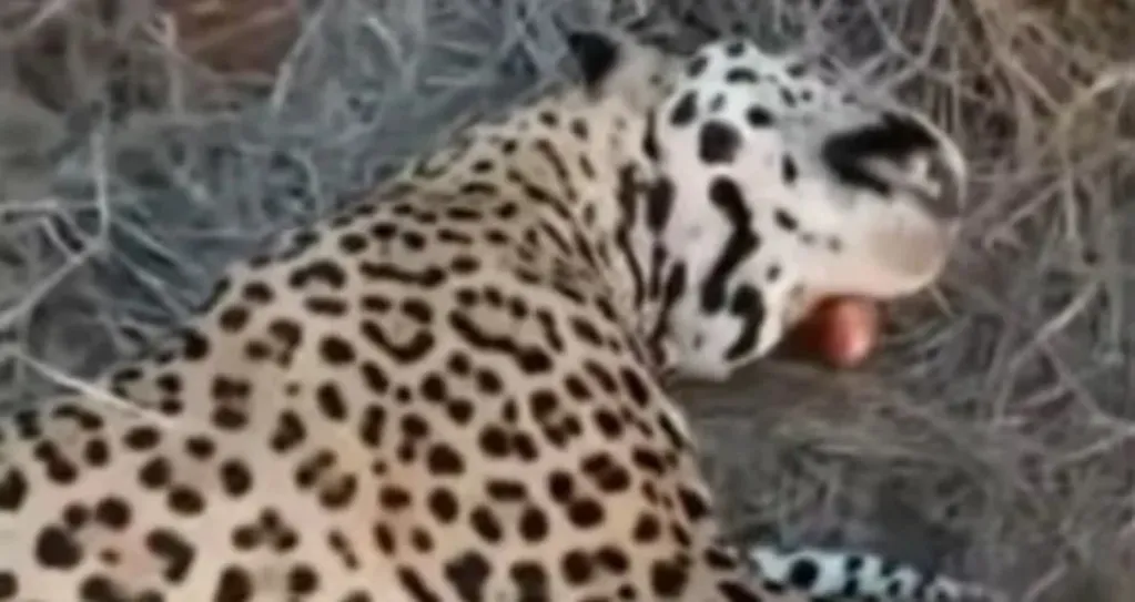 El sujeto cazó y mató al yaguareté en Clorinda, Formosa, y luego subió el video a redes sociales.