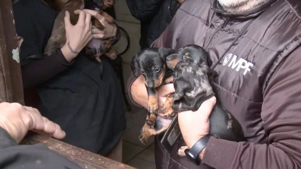 La Policía de la Ciudad logró rescatar a los canes del criadero clandestino