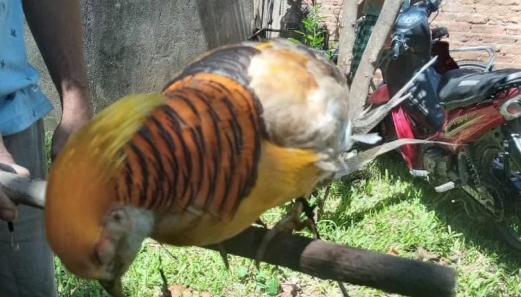 El ave asiática apareció en Corrientes.