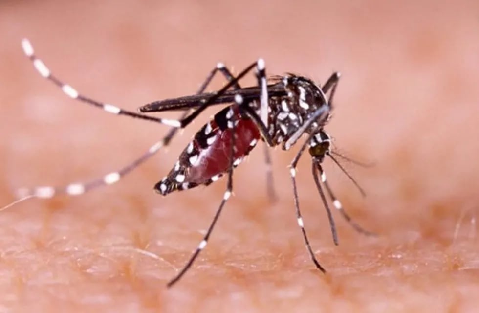 Ya son más de 18 mil los casos de dengue en Foz, y suman 7 muertos