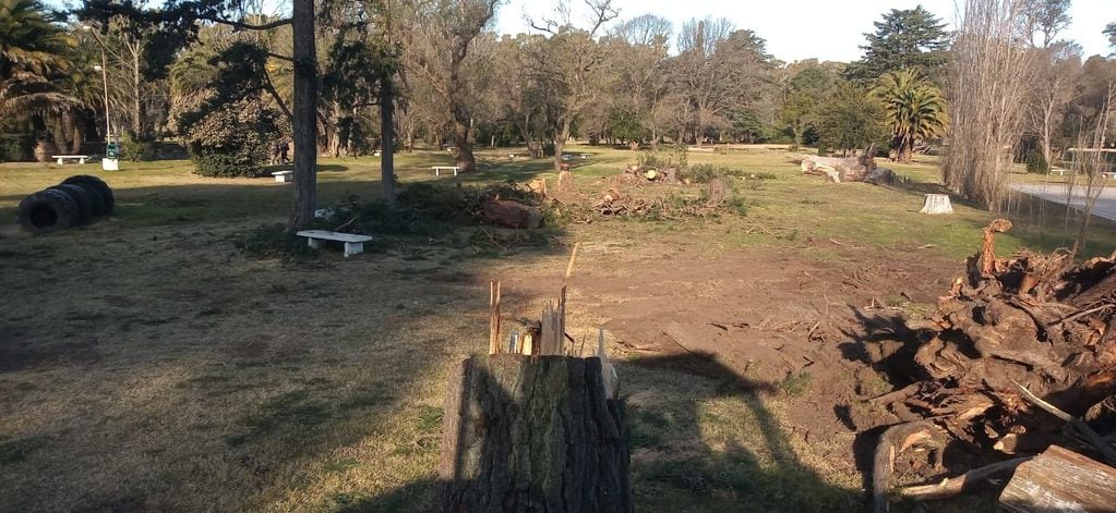 Luego de la caída de un árbol la municipalidad trabaja en el Parque Cabañas