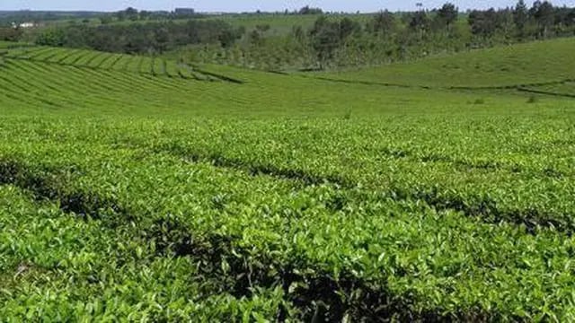 Dos de Mayo: jornadas en buenas prácticas para el cultivo y cosecha de té