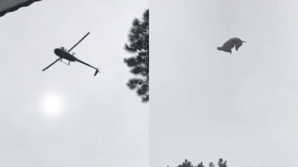 El momento en que tiran al cerdo del helicoptero (Foto:Captura)