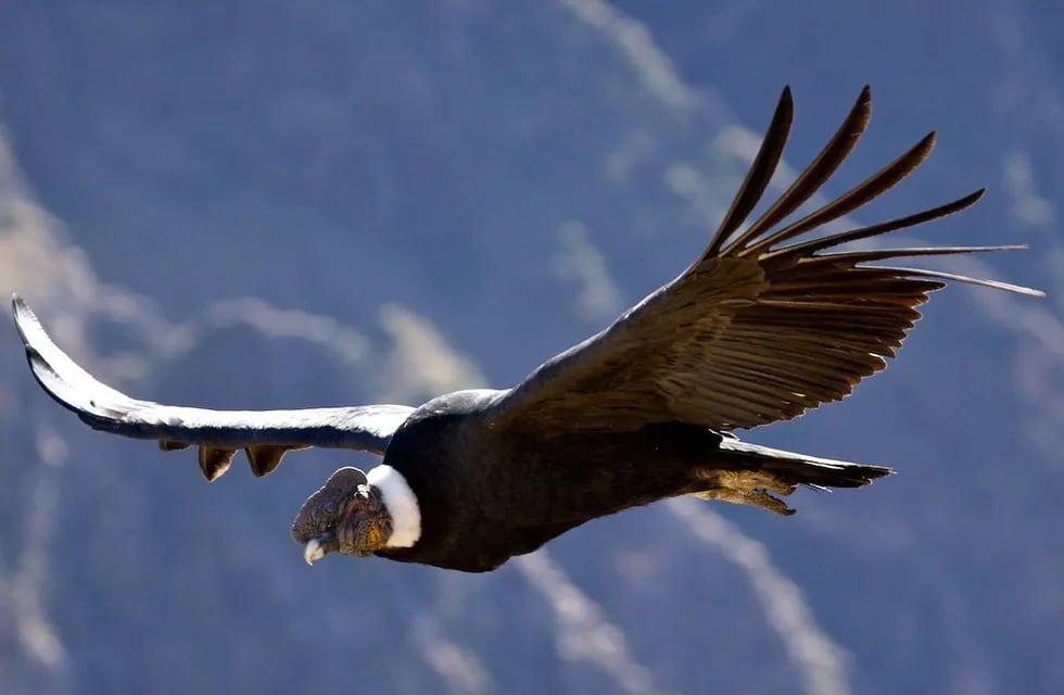 El impresionante video de un majestuoso cóndor sobrevolando las sierras sanjuaninas