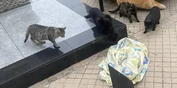 Gatos rescatados en Rosario