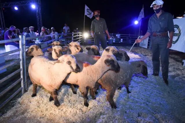 Con más de 200 animales, se realizó el primer remate ovino, caprino y equino de animales Misioneros