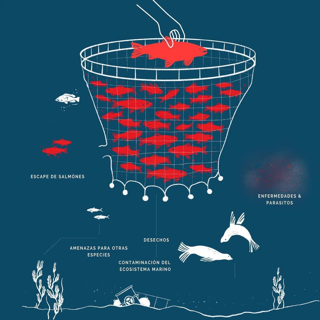 Infografía del ciclo contaminante del salmón.