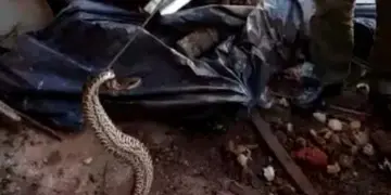 Garupá: rescataron a una serpiente de una vivienda del barrio Santa Helena