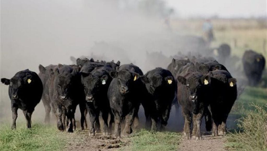 Rodeo de campo